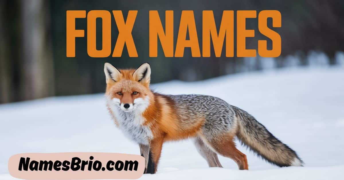 Adorable Fox Names