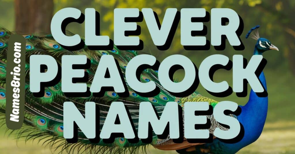 Clever Peacock Names