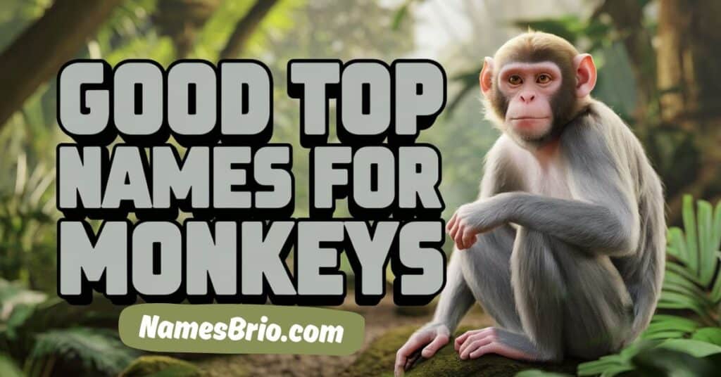 Good Top Names for Monkeys