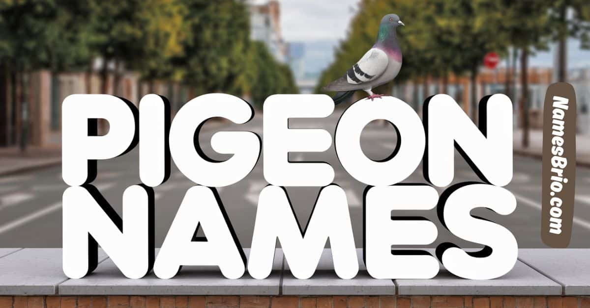 Pigeon Names