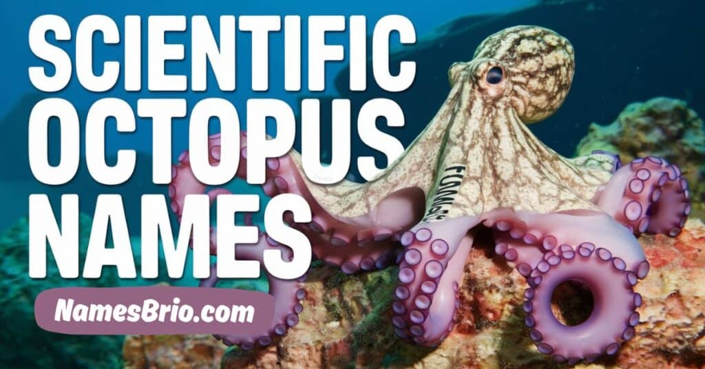 Scientific Octopus Names